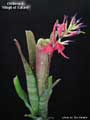 Billbergia 'Rings of Saturn'